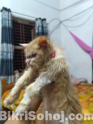 Pure persian cat for sell